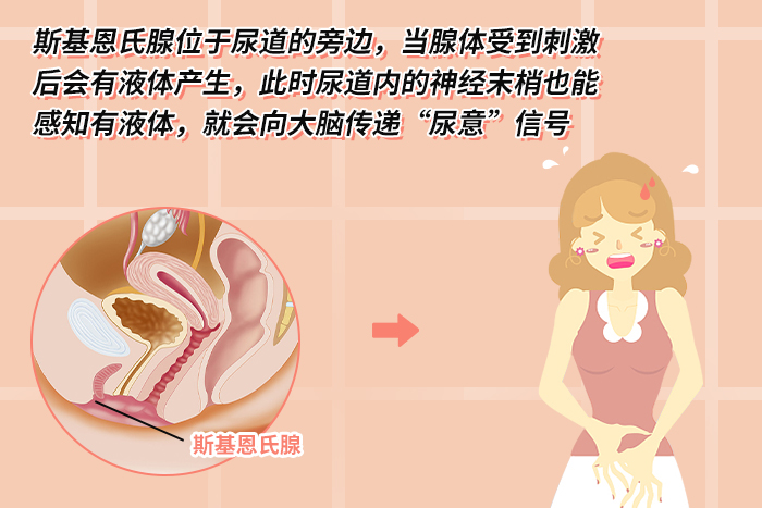 斯基恩氏腺