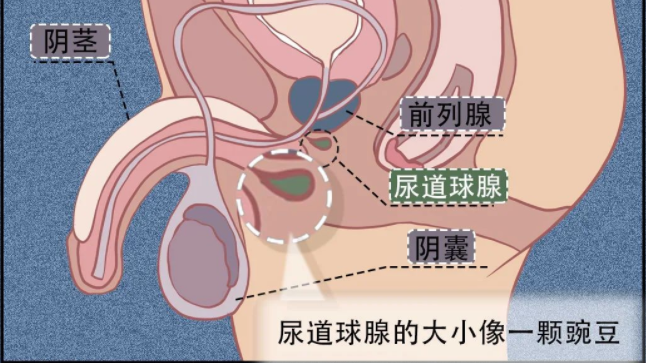性刺激的时候男性分泌出一种透明,无色,粘稠的液体,名叫尿道球腺液,也被叫做「预射精液」、「先走液」,是尿道球腺器官分泌的…