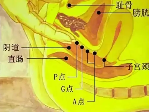 神奇的G点高潮是近现代才有的伟大发明吗?也许很多人都听过G点高潮,可是当你问他们应该怎么做,绝大部分人都会一脸懵逼。很多…
