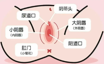 实际上,跳蛋最好的用途是用来震豆豆,或者是搭配着外用吮吸玩具一起用,单纯纳入效果并不好。 六年前,我第一次尝试玩具,用的…