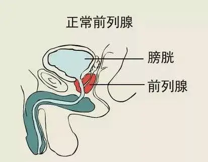 (男性前列腺位置)
