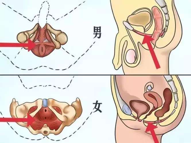 PC肌在哪