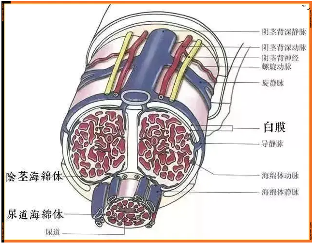 维持住了丁丁的坚硬硬度