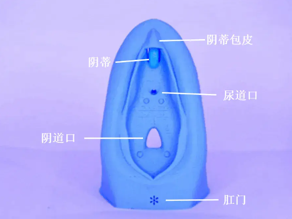 女性的生理结构是怎样的