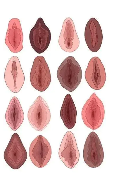 (图片来自于“Vagina Museum”)