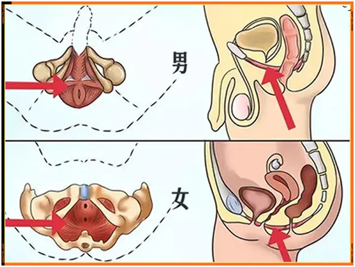 凯格尔=提肛运动