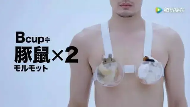 B罩杯相当于两只豚鼠