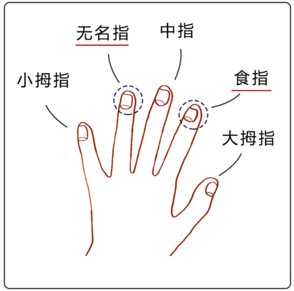 手指大战 = 激素大战