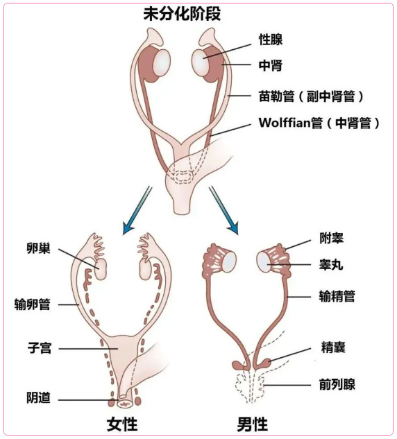 胚胎发育后期