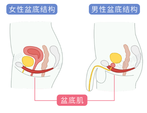为什么要锻炼盆底肌