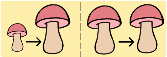 血丁&肉丁
