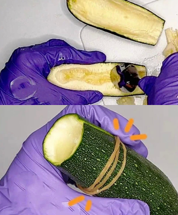 植 物
