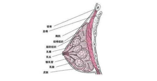 脂肪组织