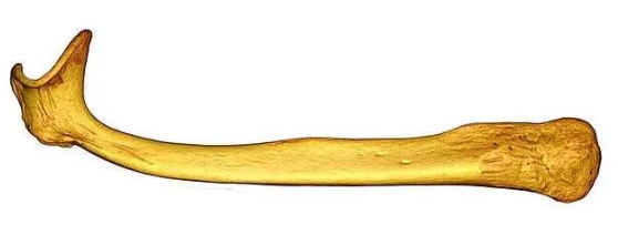 原来很早以前人类丁丁是有骨头的…