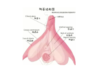 小豆豆