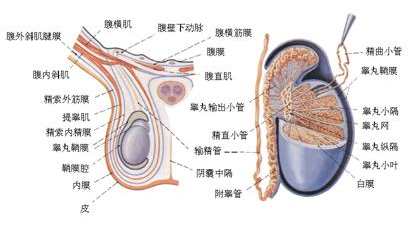 先来认识一下蛋蛋