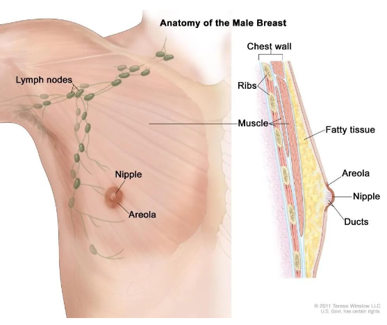 男性的乳头到底是怎么来的呢