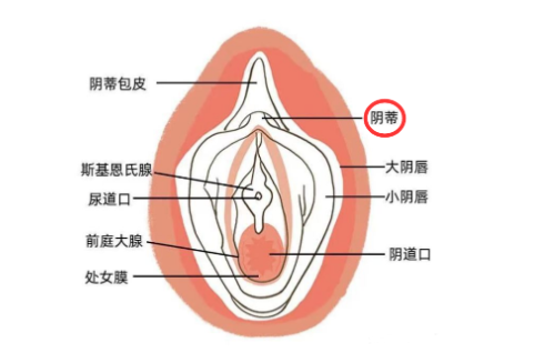 豆豆