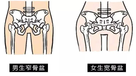 屁股太大