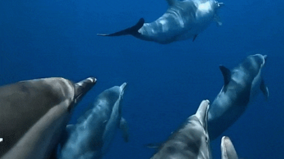 海豚:10秒