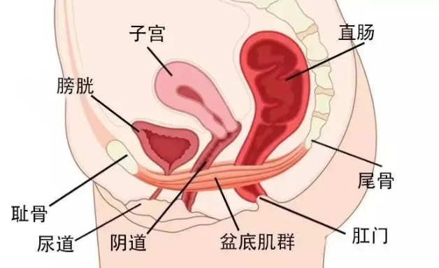 提肛运动怎么做
