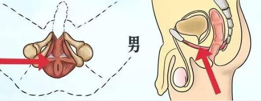 练盆底肌