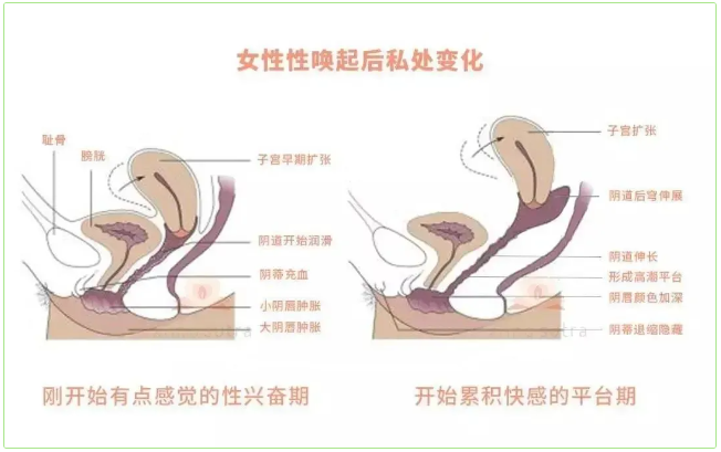 女生的yin道有多长