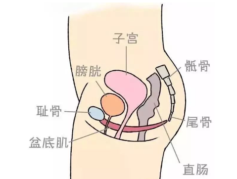 盆底肌