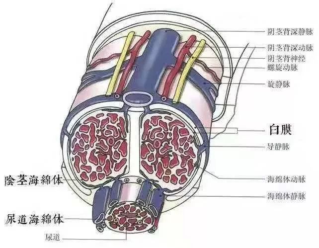 丁丁内部切面图