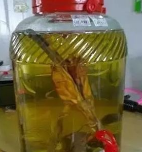 泡酒的