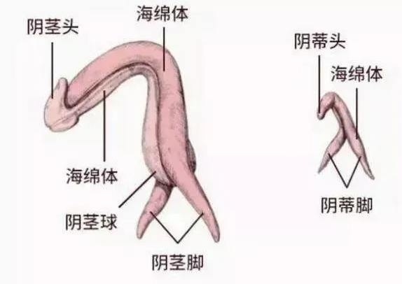 同源