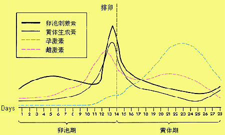 激素水平