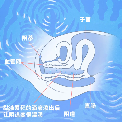 男女不同的X反应模式