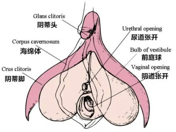 处女可以享受情趣玩具带来的乐趣吗