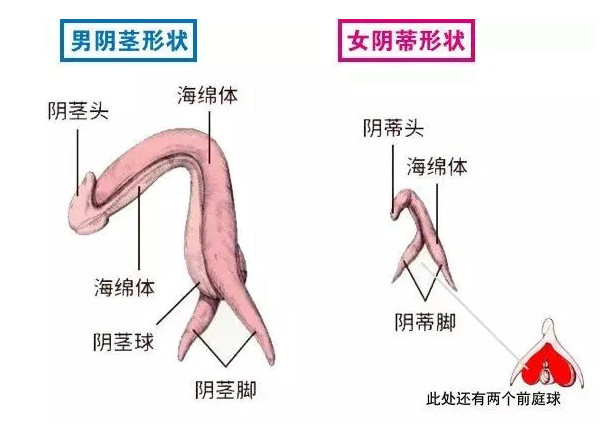 丁丁和小豆豆系统