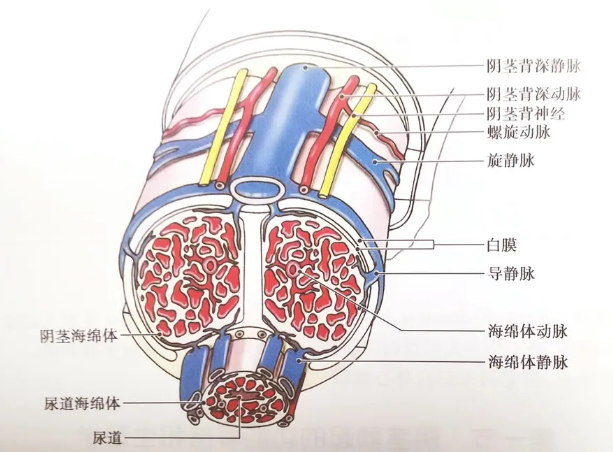 丁丁硬起来的原理是