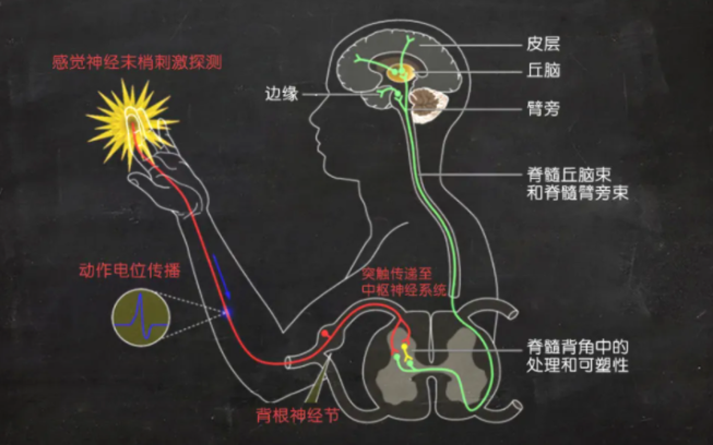 吃辣椒为什么会上瘾