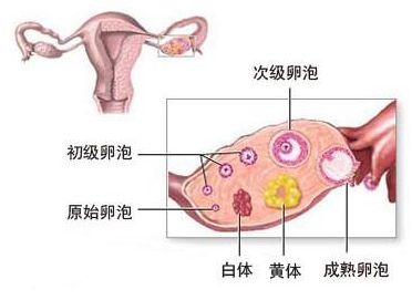 黄体破裂是种什么样的体验？