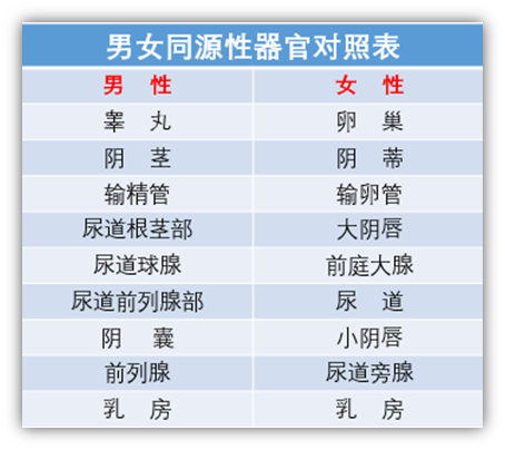 女生也会bo起？了解一下男女同源器官