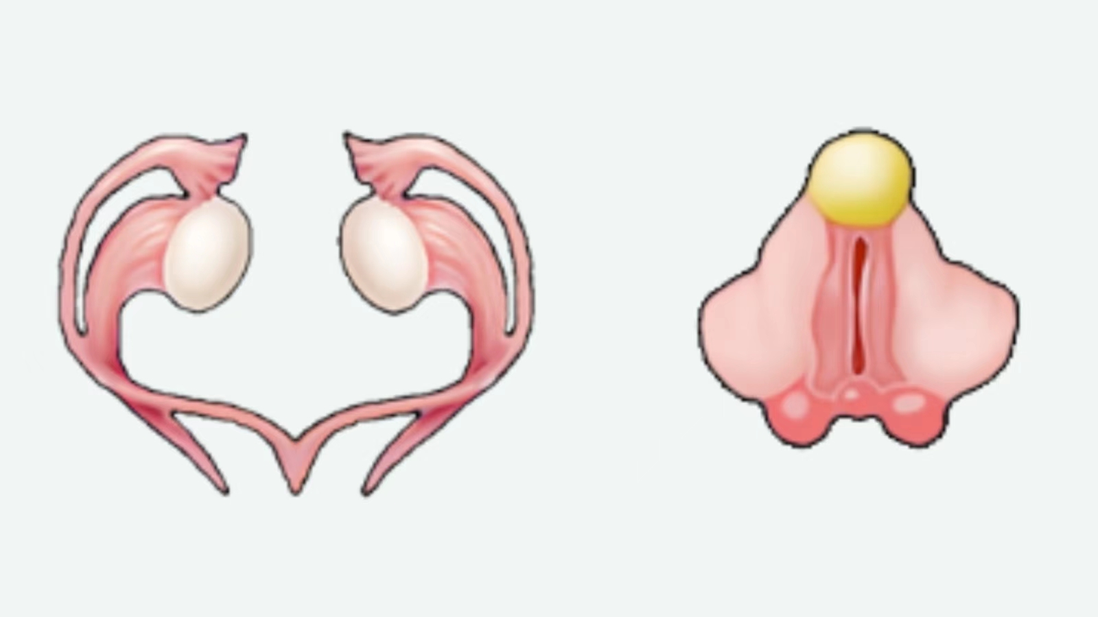 女生也会bo起?了解一下男女同源器官