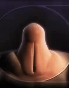 女生也会bo起?了解一下男女同源器官
