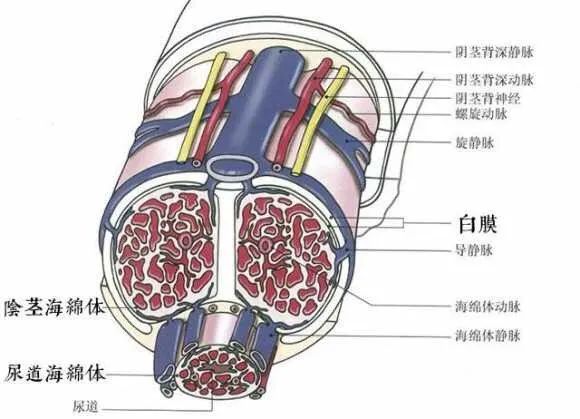 男生的小兄弟是怎么抬头的?