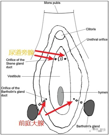 女性“小喷泉”的水到底从哪里来的