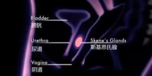 女性“小喷泉”的水到底从哪里来的