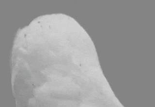 听说男人一生只能biu6000次？