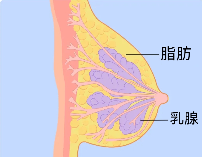 喝豆浆能丰胸吗？那些风很大的丰胸小妙招