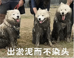 为什么学校的厕所都没门?