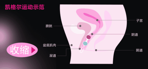 缩阴球原理是什么,具体怎么用