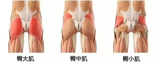 屁股为什么越来越大！