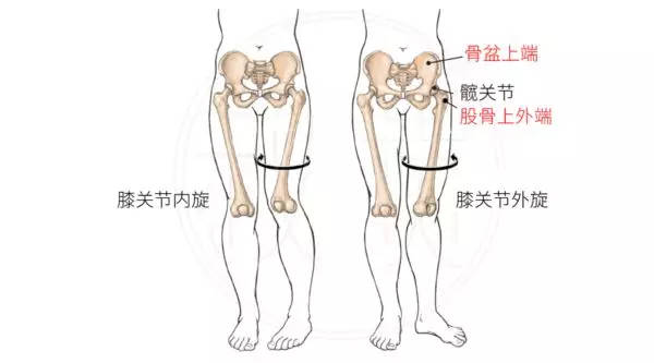 屁股为什么越来越大！